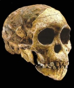 I-II век н.э. Череп мужчины, у которого один из зубов протезирован